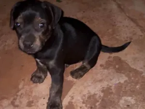 Cachorro raça SRD-ViraLata idade Abaixo de 2 meses nome sem nome 