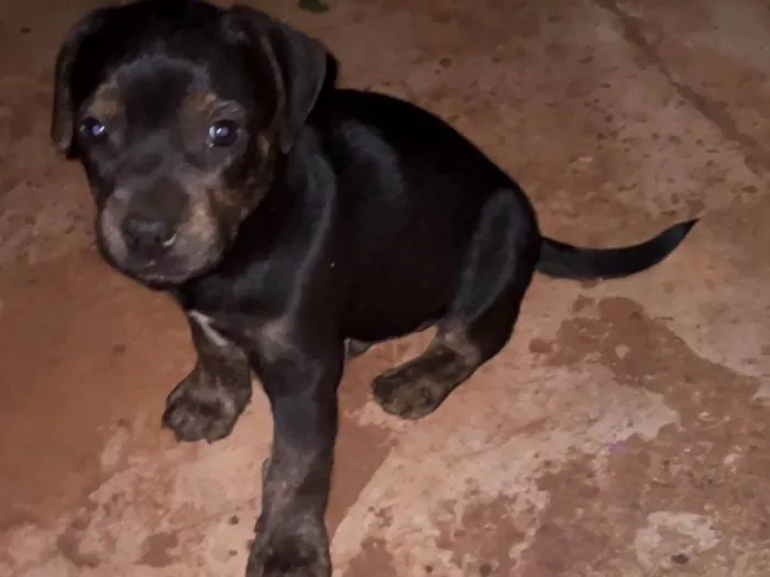 Cachorro ra a SRD-ViraLata idade Abaixo de 2 meses nome sem nome