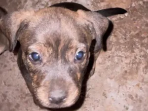 Cachorro raça SRD-ViraLata idade Abaixo de 2 meses nome sem nome