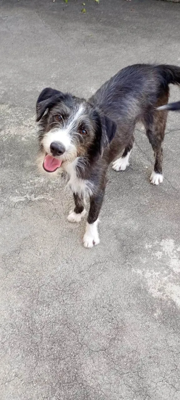 Cachorro ra a SRD-ViraLata idade 7 a 11 meses nome Zeca