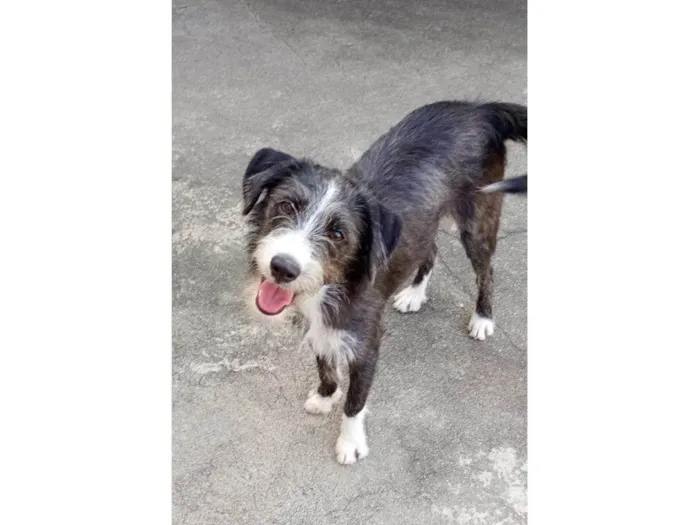 Cachorro ra a SRD-ViraLata idade 7 a 11 meses nome Zeca