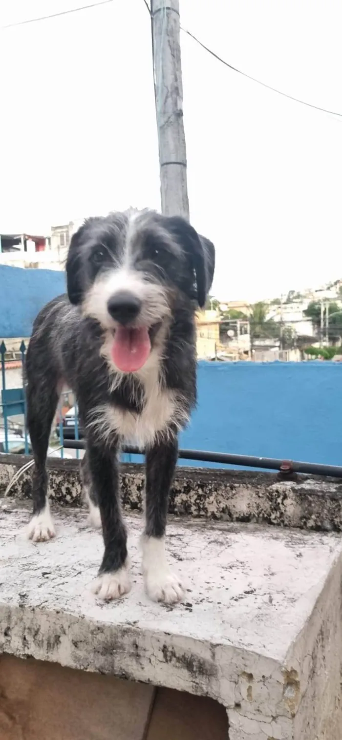 Cachorro ra a SRD-ViraLata idade 7 a 11 meses nome Zeca