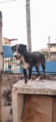 Zeca