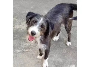 Cachorro raça SRD-ViraLata idade 7 a 11 meses nome Zeca