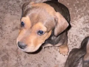 Cachorro raça SRD-ViraLata idade Abaixo de 2 meses nome sem nome