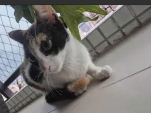 Gato raça SRD-ViraLata idade 7 a 11 meses nome Monarch