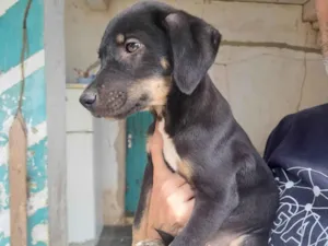 Cachorro raça SRD-ViraLata idade 2 a 6 meses nome Luke