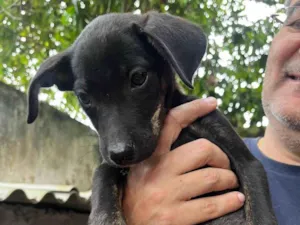 Cachorro raça SRD-ViraLata idade 2 a 6 meses nome Pandora