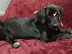 Cachorro raça SRD-ViraLata idade 2 a 6 meses nome Brisa