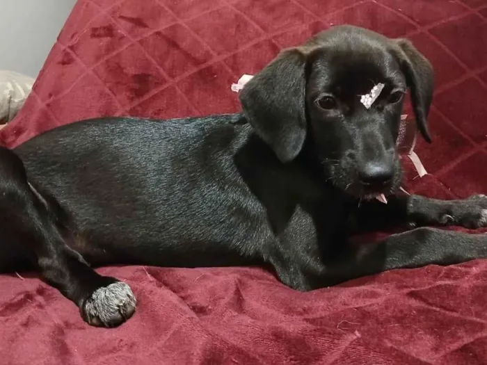 Cachorro ra a SRD-ViraLata idade 2 a 6 meses nome Brisa
