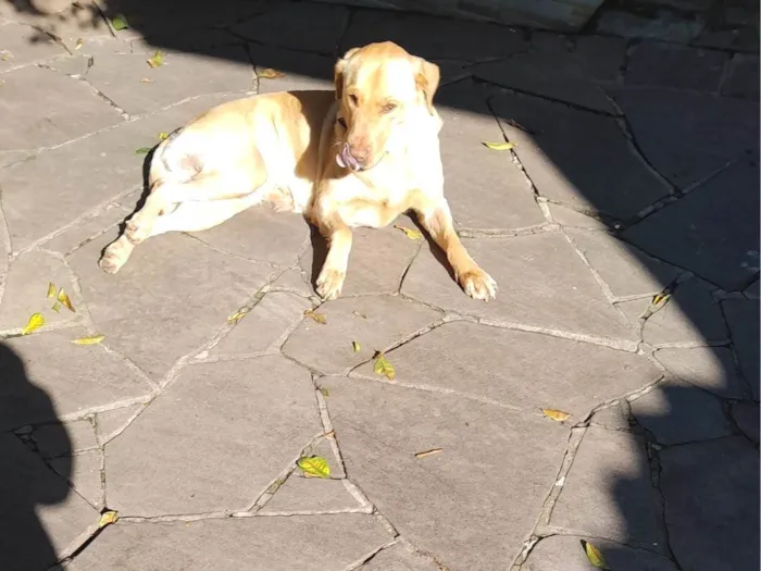 Cachorro ra a Labrador idade 4 anos nome Kiara