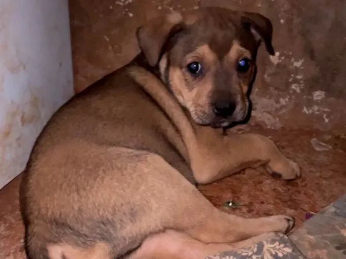 Cachorro ra a SRD-ViraLata idade Abaixo de 2 meses nome sem nome