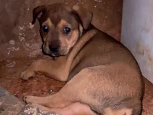 Cachorro raça SRD-ViraLata idade Abaixo de 2 meses nome sem nome