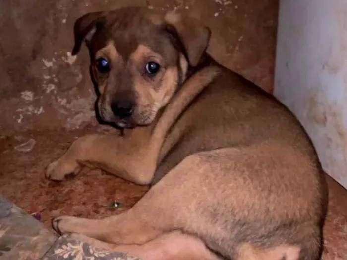 Cachorro ra a SRD-ViraLata idade Abaixo de 2 meses nome sem nome