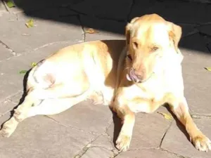 Cachorro raça Labrador idade 4 anos nome Kiara