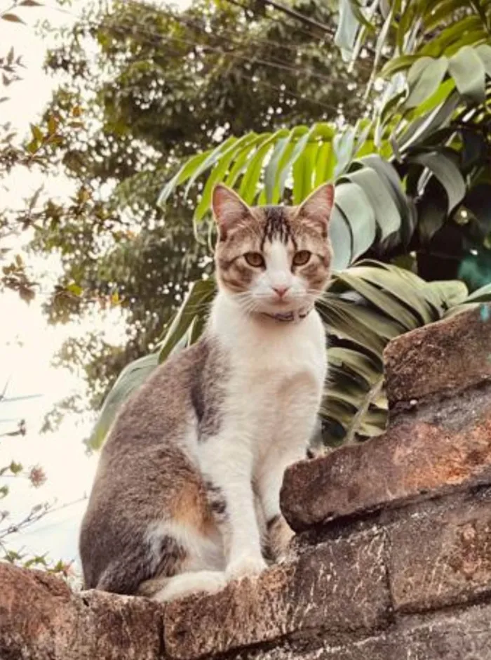 Gato ra a SRD-ViraLata idade 2 anos nome Brave