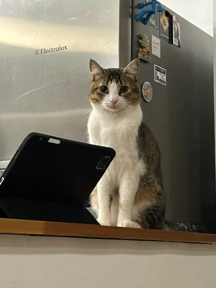 Gato ra a SRD-ViraLata idade 2 anos nome Brave