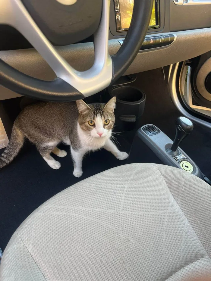 Gato ra a SRD-ViraLata idade 2 anos nome Brave