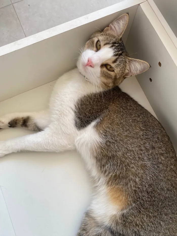 Gato ra a SRD-ViraLata idade 2 anos nome Brave