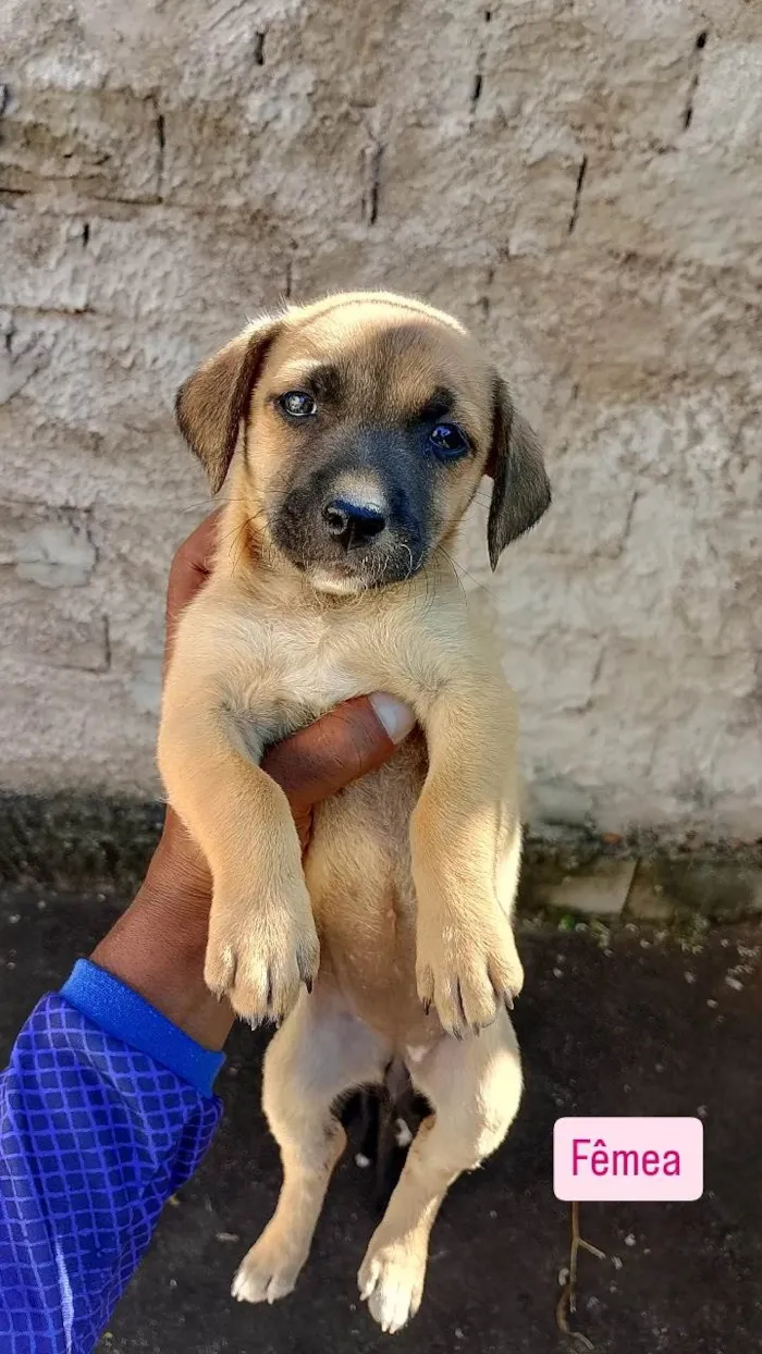 Cachorro ra a SRD-ViraLata idade Abaixo de 2 meses nome Sem nome 