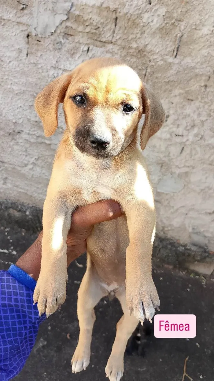 Cachorro ra a SRD-ViraLata idade Abaixo de 2 meses nome Sem nome 