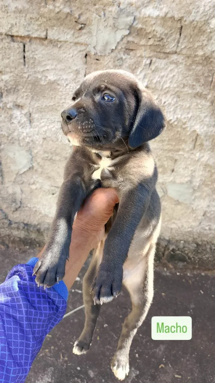 Cachorro ra a SRD-ViraLata idade Abaixo de 2 meses nome Sem nome 