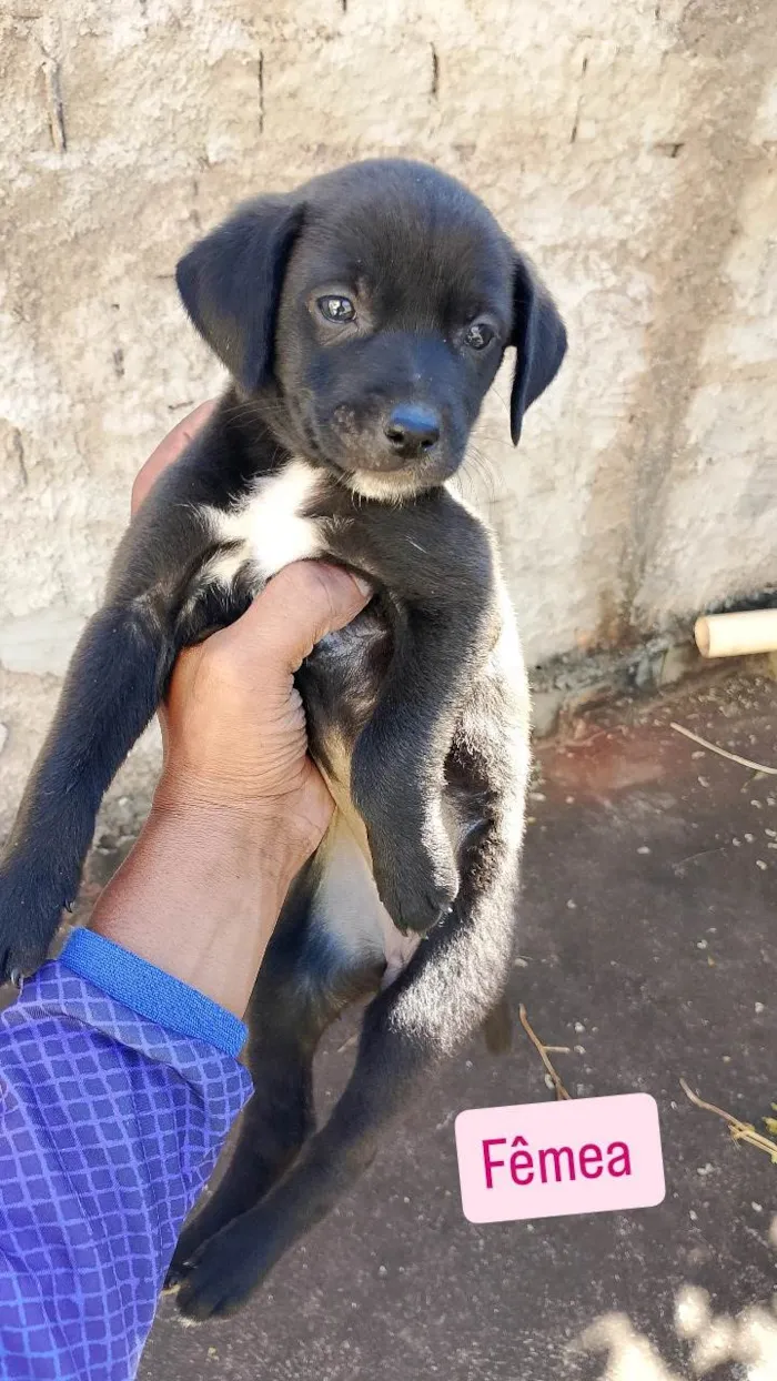Cachorro ra a SRD-ViraLata idade Abaixo de 2 meses nome Sem nome 
