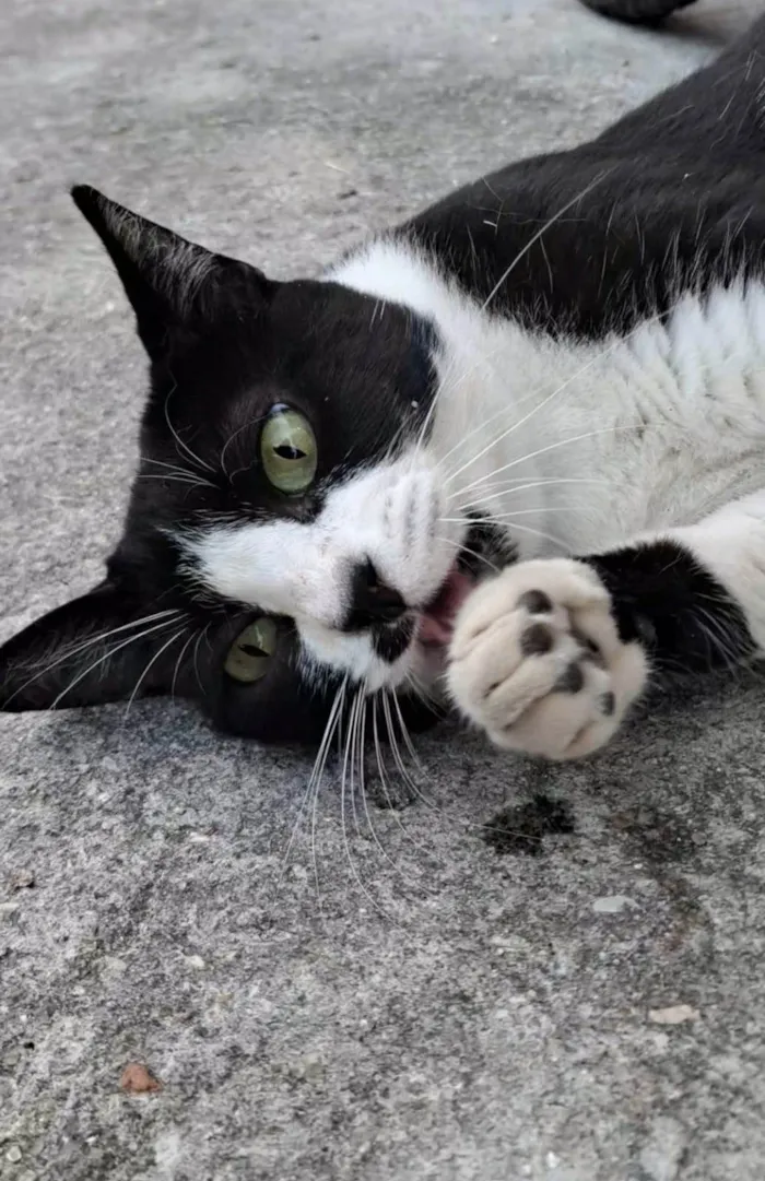 Gato ra a SRD-ViraLata idade 2 anos nome Flor