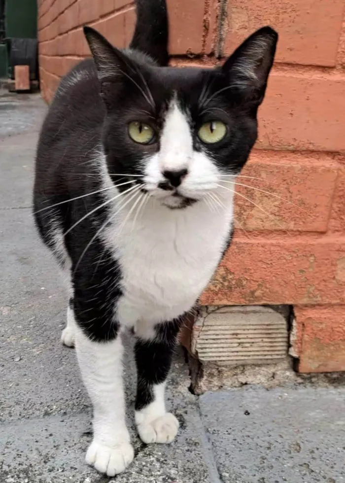 Gato ra a SRD-ViraLata idade 2 anos nome Flor