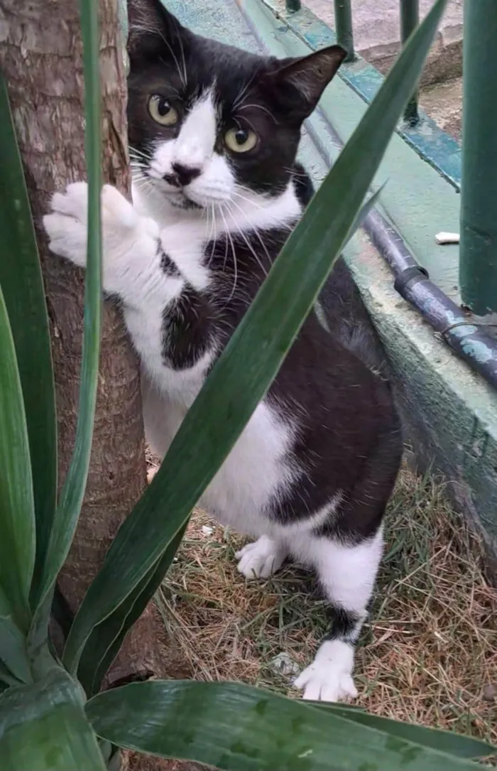 Gato ra a SRD-ViraLata idade 2 anos nome Flor