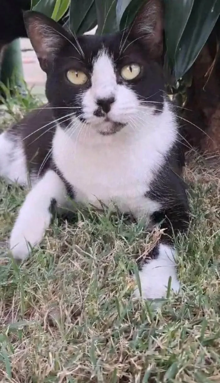 Gato ra a SRD-ViraLata idade 2 anos nome Flor