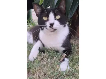 Gato raça SRD-ViraLata idade 2 anos nome Flor