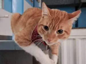 Gato raça SRD-ViraLata idade 1 ano nome Horus