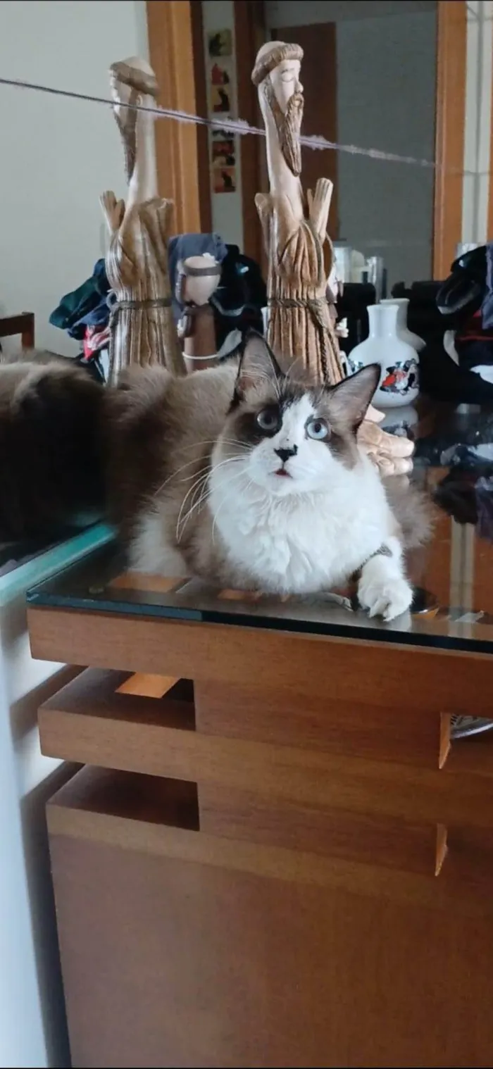 Gato ra a SRD-ViraLata idade 2 anos nome Cleo