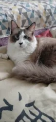 Cleo