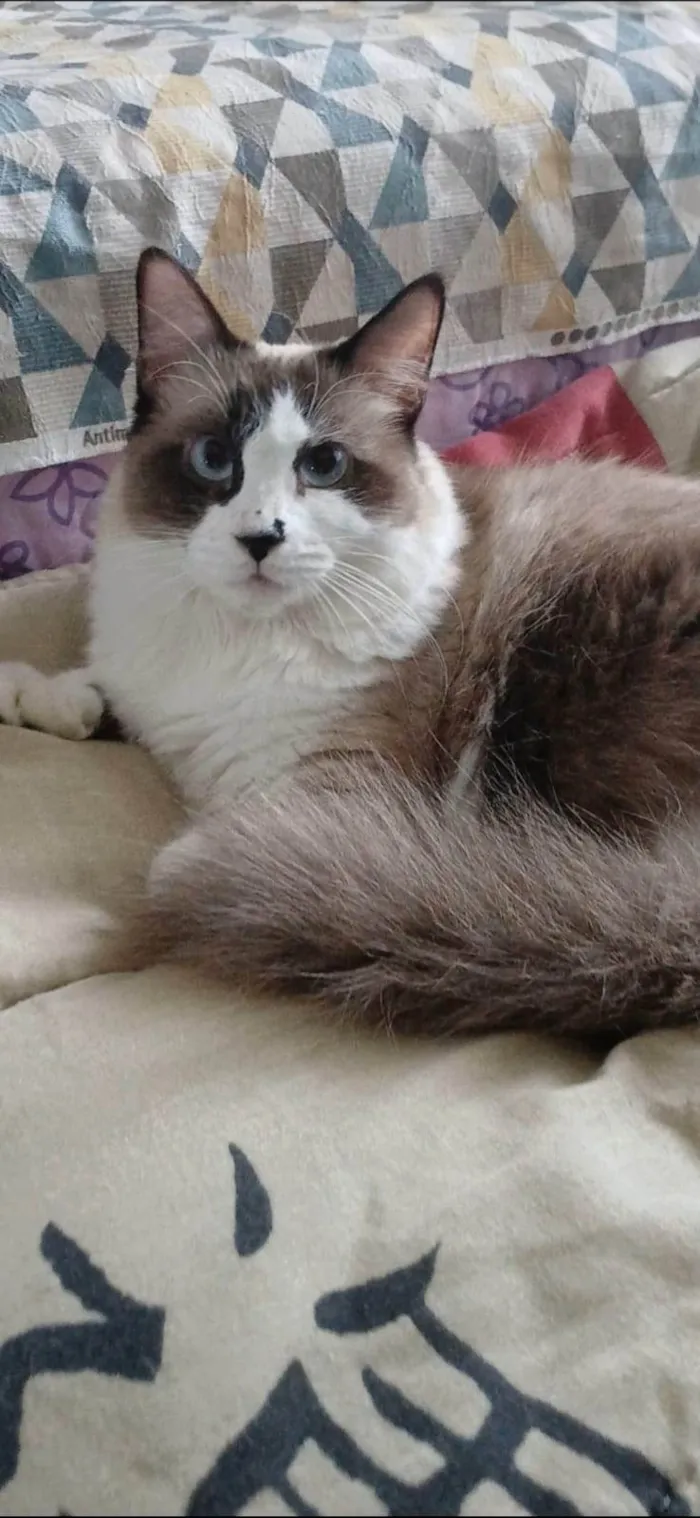Gato ra a SRD-ViraLata idade 2 anos nome Cleo