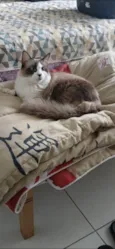 Cleo