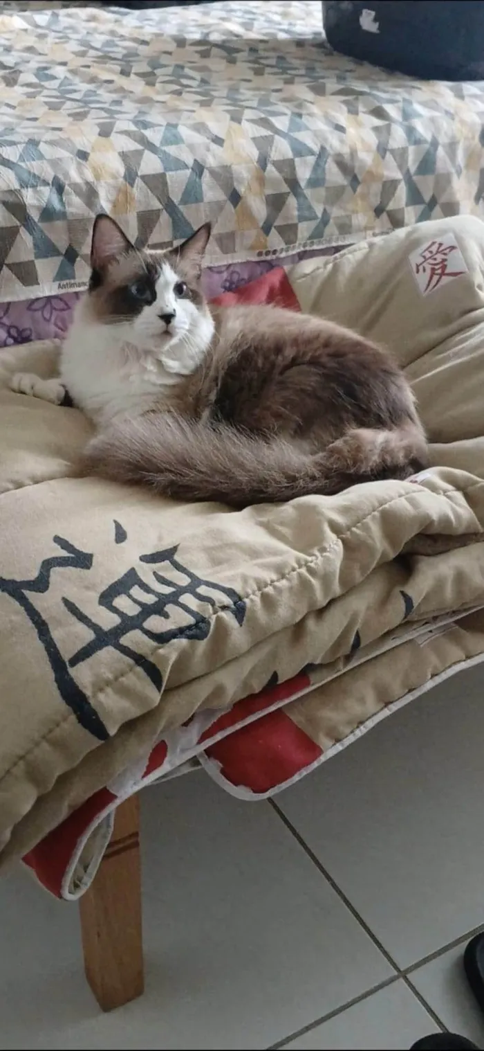 Gato ra a SRD-ViraLata idade 2 anos nome Cleo