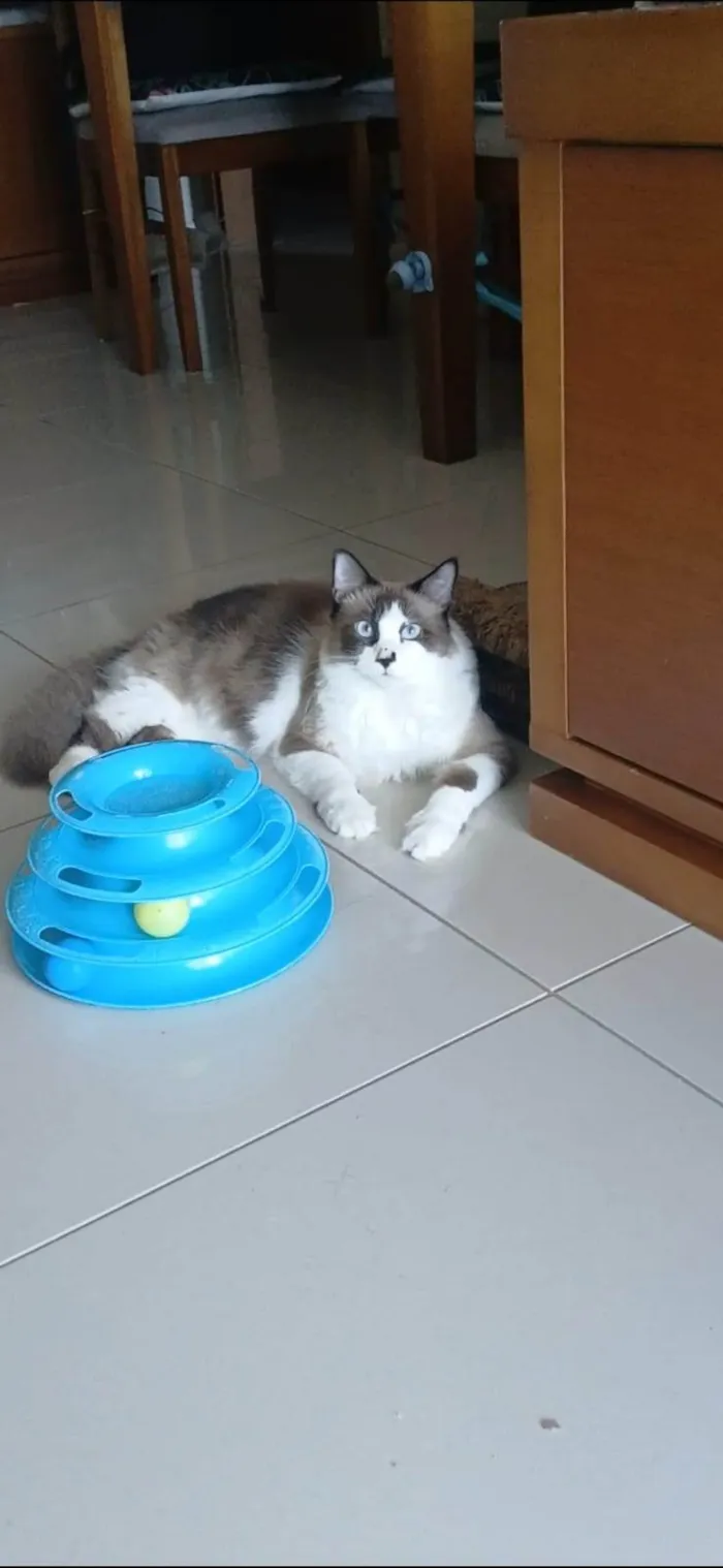Gato ra a SRD-ViraLata idade 2 anos nome Cleo