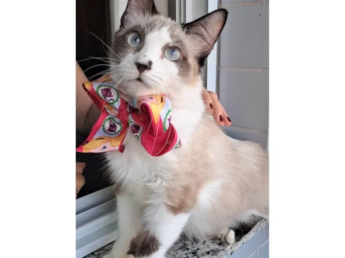 Gato ra a SRD-ViraLata idade 2 anos nome Cleo