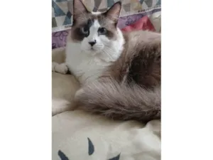 Gato raça SRD-ViraLata idade 2 anos nome Cleo