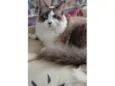 Cleo