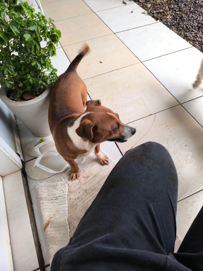Cachorro ra a SRD-ViraLata idade 1 ano nome Sem nome