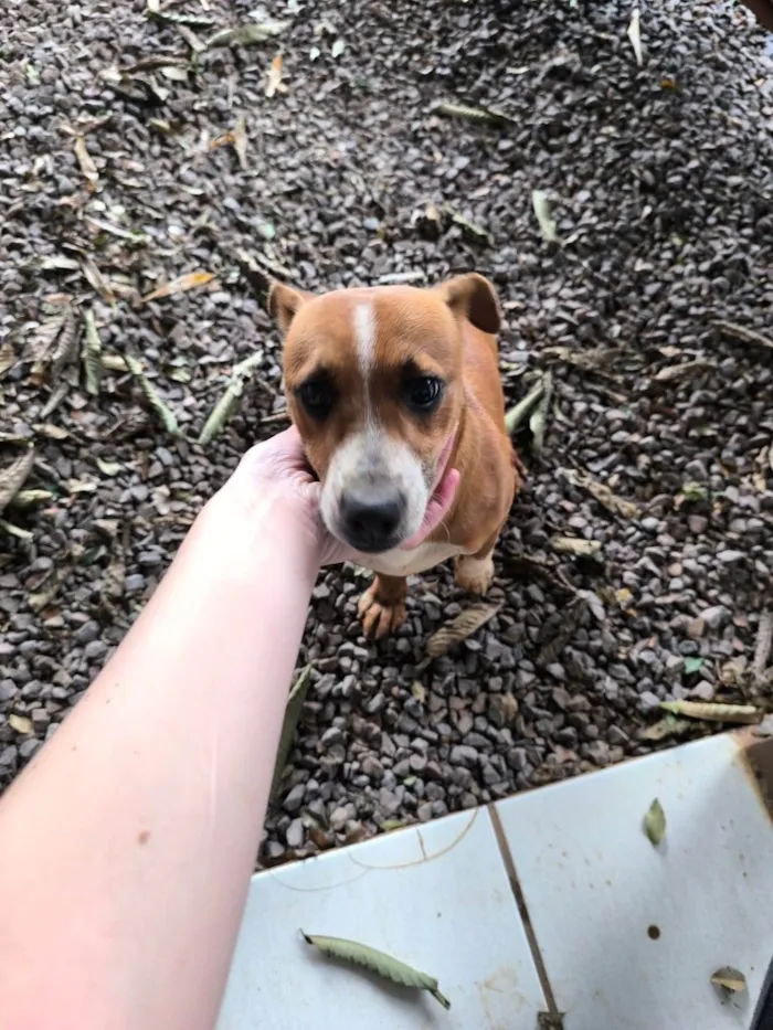 Cachorro ra a SRD-ViraLata idade 1 ano nome Sem nome