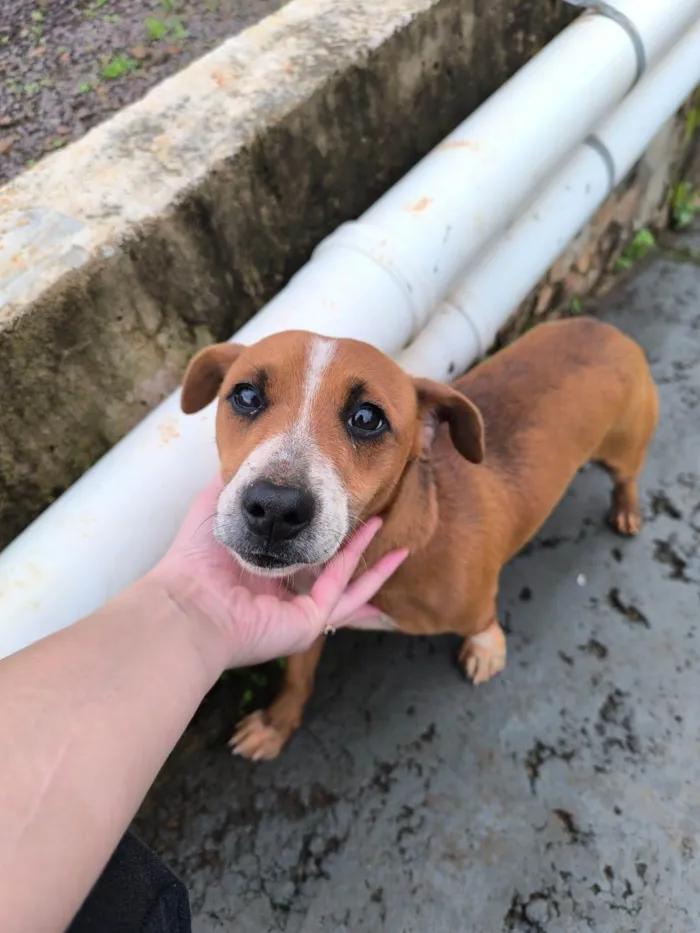 Cachorro ra a SRD-ViraLata idade 1 ano nome Sem nome