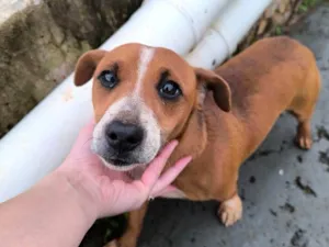 Cachorro raça SRD-ViraLata idade 1 ano nome Sem nome
