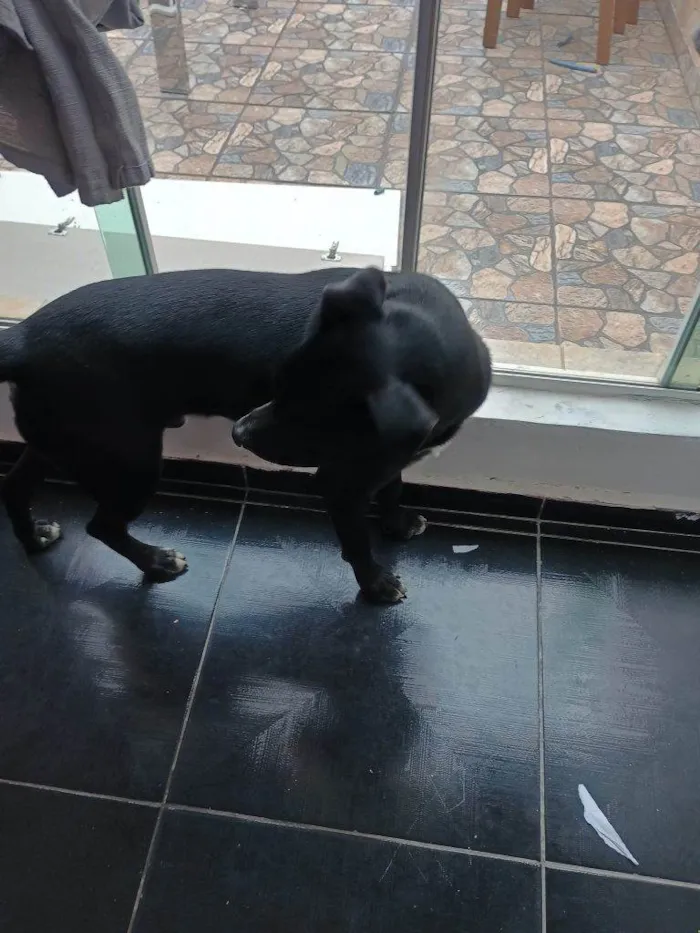 Cachorro ra a SRD-ViraLata idade 2 a 6 meses nome Falar com Emmanuele - Whats 11 93956-1987