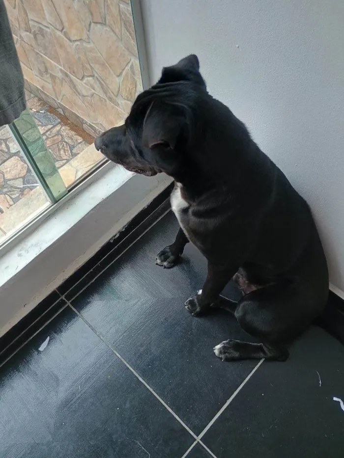Cachorro ra a SRD-ViraLata idade 2 a 6 meses nome Falar com Emmanuele - Whats 11 93956-1987