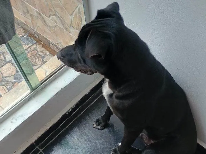 Cachorro ra a SRD-ViraLata idade 2 a 6 meses nome Falar com Emmanuele - Whats 11 93956-1987