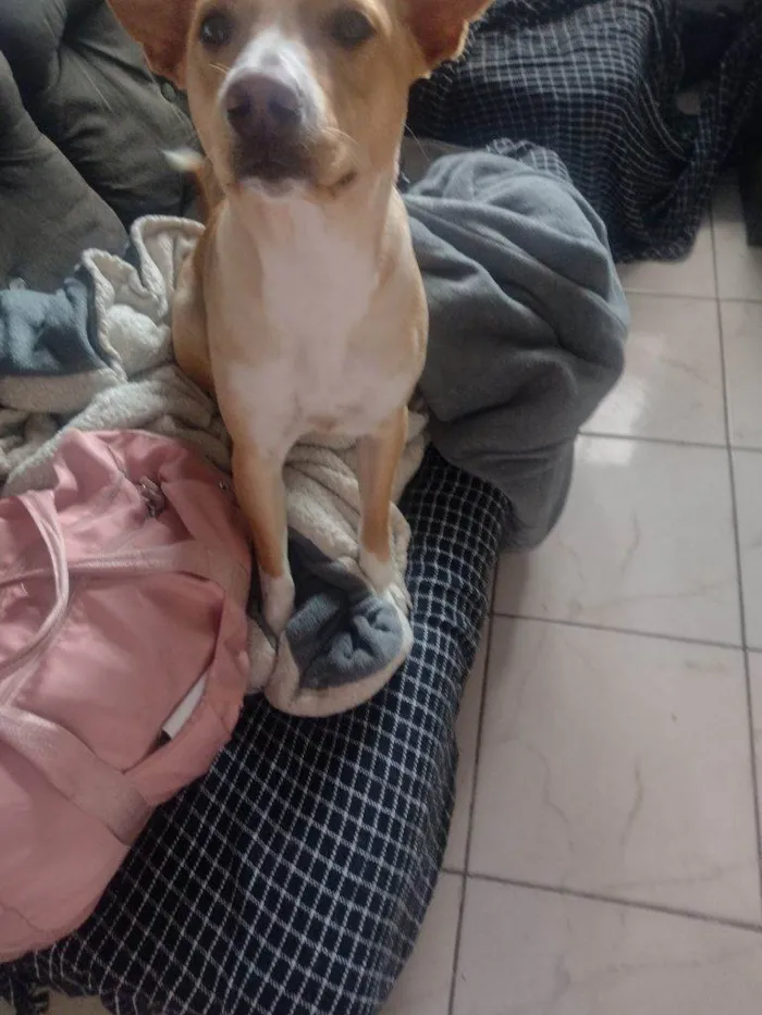 Cachorro ra a SRD-ViraLata idade 2 a 6 meses nome Falar com Jessica - Whats 11 96321-3155